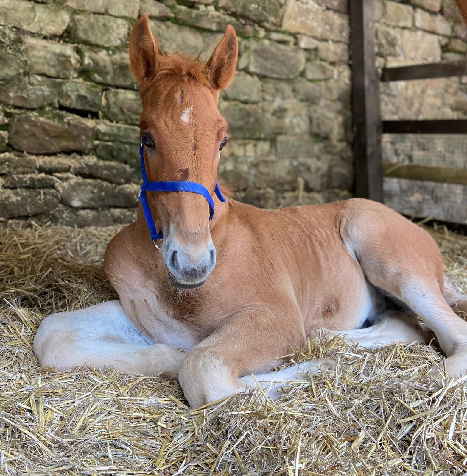 Rare breeds success at Chatsworth