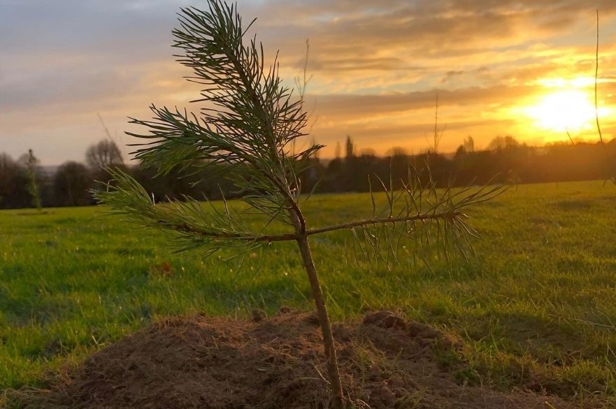 Derby plants thousands of trees as part of Jubilee initiative