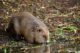 Trust celebrates beaver reintroduction success