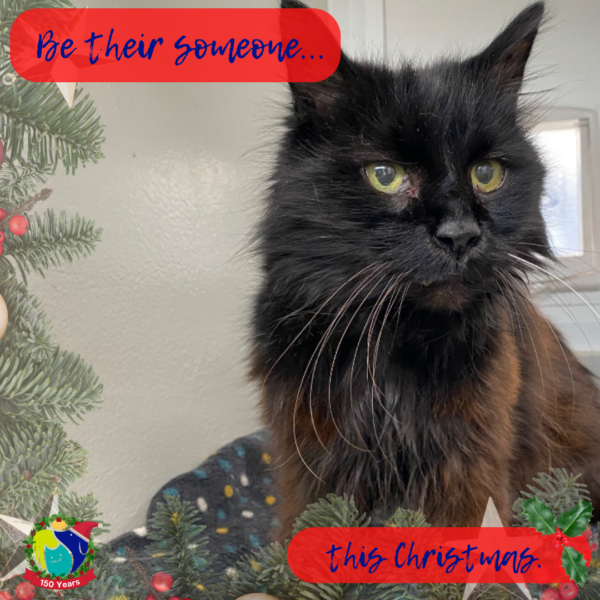 Animal shelter’s festive appeal