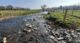 Trust’s salmon project helps river take a leap forward