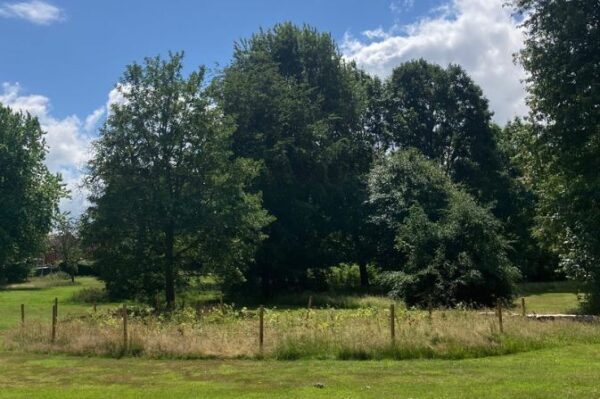 Derby plants over 2,000 trees as part of Coronation project