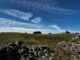 Trust launches urgent fundraising appeal for rewilding project