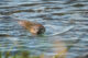 Trust reflects on beaver introduction success