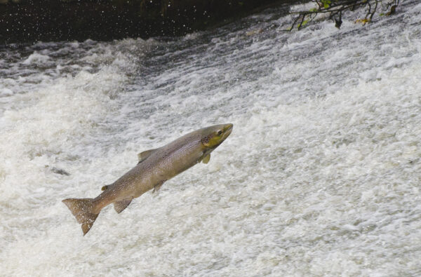 Trust leaps for joy as Atlantic salmon thrive in Derbyshire river