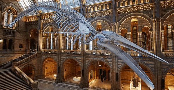 New museum collaboration is a natural fit