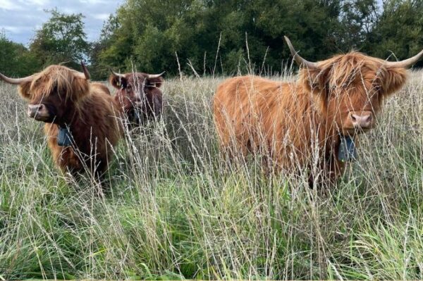 Cattle moo-ve back in for annual grazing programme