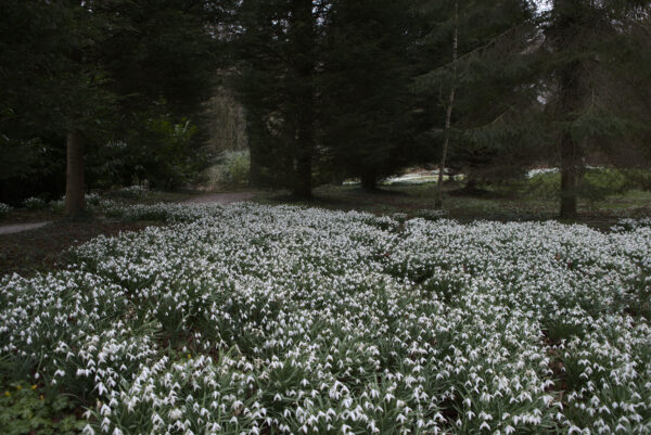 Historic hall to open to public for snowdrop walk