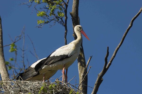 Trust hatches plan to reintroduce birds not seen for centuries