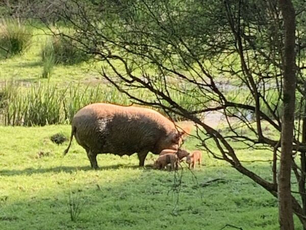 Pioneering pig grazing scheme set to boost wildlife habitats
