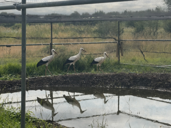 Trust project results in return of white storks